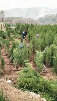 柏树苗制作盆景后的采挖与养护， 提高成活率的小窍门