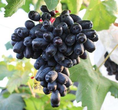 南方葡萄种植推荐