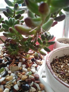 多肉植物伤口如何处理？如何避免感染