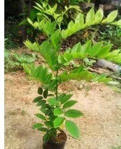 辣椒苗仅剩杆，能否成树？揭秘种植奇迹！