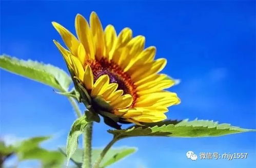 太阳花养殖技巧与外观特征速览