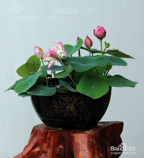 选择饱满、 无病虫害的碗莲种子