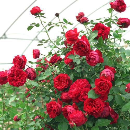 修剪， 让藤本月季梗有型