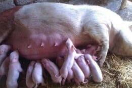 夏季母猪饲养保健，夏季养殖母猪关键技巧