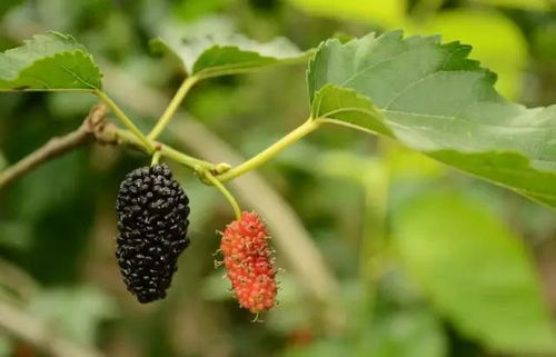 桑葚与罗汉果的变质征兆：揭秘花卉保鲜秘诀