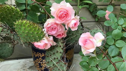 月季种植小贴士：多菌灵的应用与影响