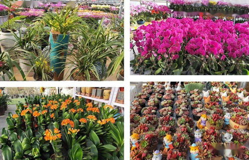 花卉生产与营销的新模式揭秘