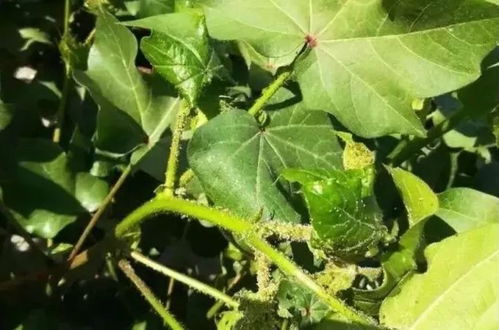 先kankan干枯程度