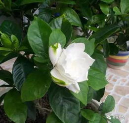 将花怎么养？栀子花怎么养