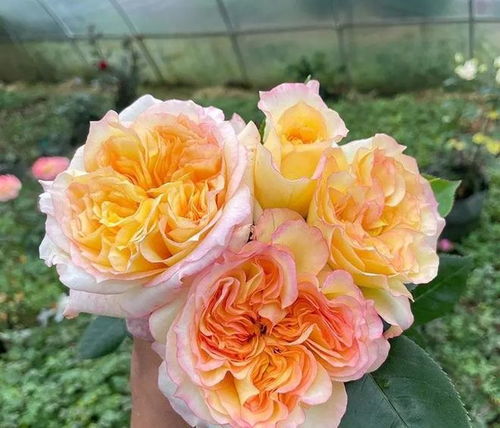 蜻蜓月季：紫色， 波浪纹路