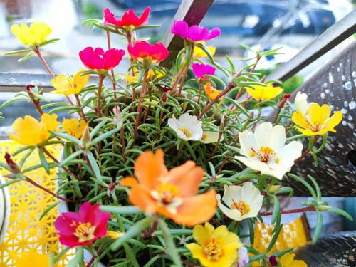 梅雨天养花技巧：懒人花的秘密