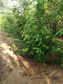 腊梅小知识：阳光与阴影的舞者