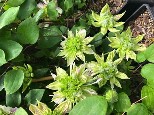 花毛茛长太高？巧妙修剪