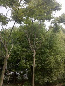 成功选育栾树属植物新品种，提高绿化效果