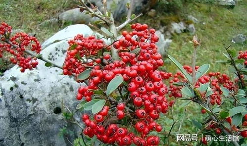 火棘为什么不能长期养？其根系对土壤有何特殊要求
