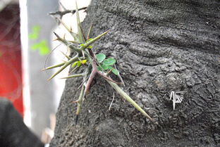 皂荚种子：古老智慧的传承