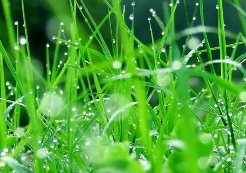 春天的植物与动物