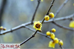 磬口腊梅的别样风采