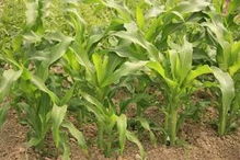 除草剂的选择与应用