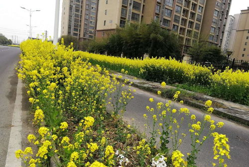 油茶地种植前的处理