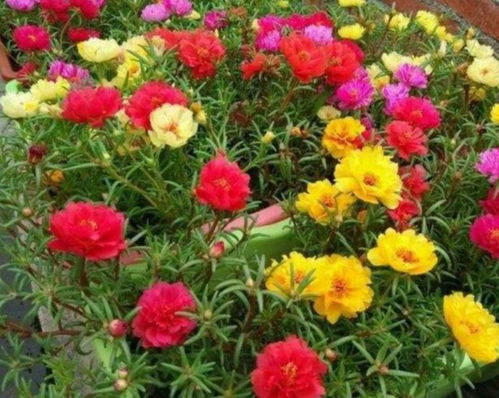 耐热小嫩手：太阳花