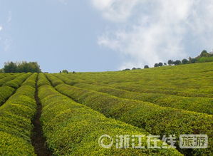 冬季茶园易受寒冻，需采取防寒防冻措施保护茶树