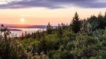 云杉松树配搭，大自然里的美美哒搭配！