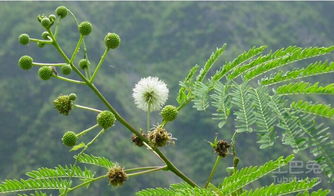 刺果毛茛：药用植物
