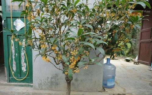 花木寓意， 生活中的美好象征