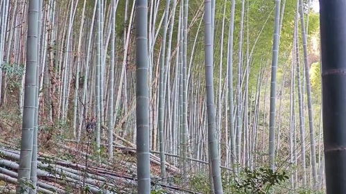 具体价格还需考虑多种因素