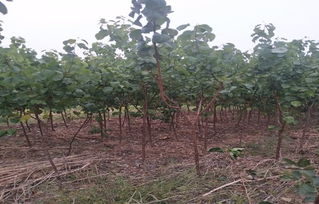 化学防治：农药喷洒要讲究方法