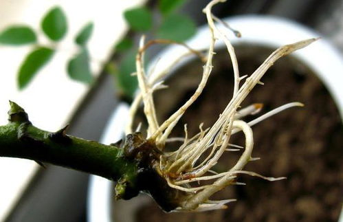 月季扦插小技巧：酸泡2小时生根快，白根长10厘米，生根13条！