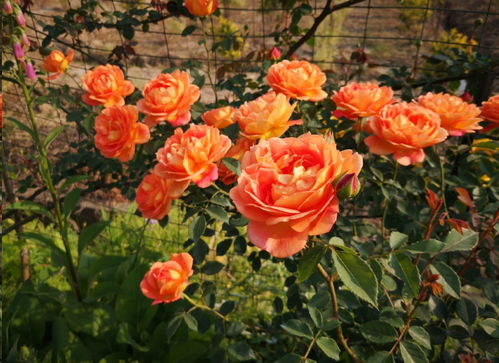 及时剪除被危害的枝叶