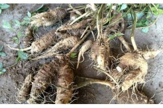 鸟雀的秘密：种子处理的智慧