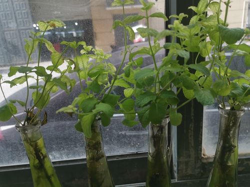 薄荷叶子发黄是什么原因导致的，有哪些处理方法可以改善