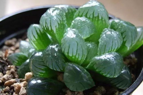 种子繁殖的详细步骤