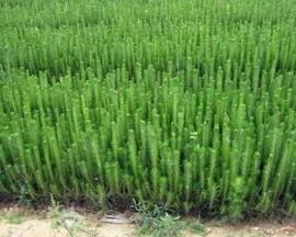 园林里的侧柏， 就像是穿上了花衣裳