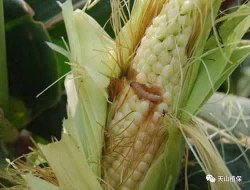 抽苔前后浇水量要适中