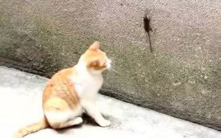 猪场老鼠泛滥危害大，有没有一劳永逸的灭鼠方法？