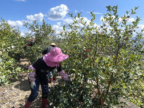 庆康油茶园喜获丰收，800亩油茶树硕果累累