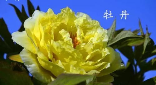 生长与开花：牡丹的生命周期