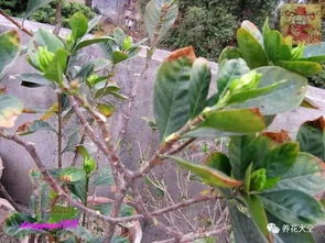 二、 修剪后护理不到位