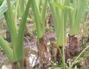 揭秘香芋高产种植秘籍：如何高效栽培？