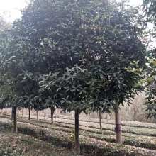 园林公司报价：宿迁巨龙园林工程有限公司与云兴苗木种植有限公司