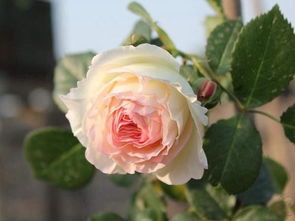 如何平衡独立日月季的应用效果