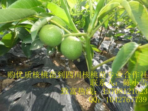 核桃苗市场价格波动较大，一般每株价格在几元到几十元不等