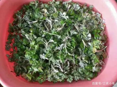 青团是用艾草做的？这种植物很常见哦