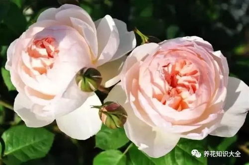 月季的美丽, 就像一首诗的开头
