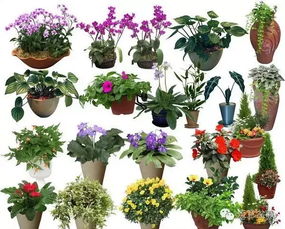 植物大战僵尸：花草树木的智慧守卫