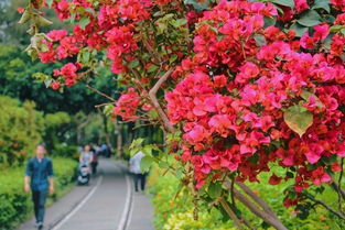 茶花：温暖湿润的爱好者
